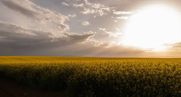 Paesaggio Agricolo Del Campo Colza Colza — Foto Stock