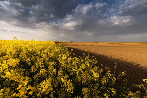 Zemědělská Krajina Řepkového Nebo Řepkového Pole — Stock fotografie