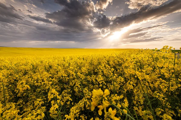 Zemědělská Krajina Řepkového Nebo Řepkového Pole — Stock fotografie