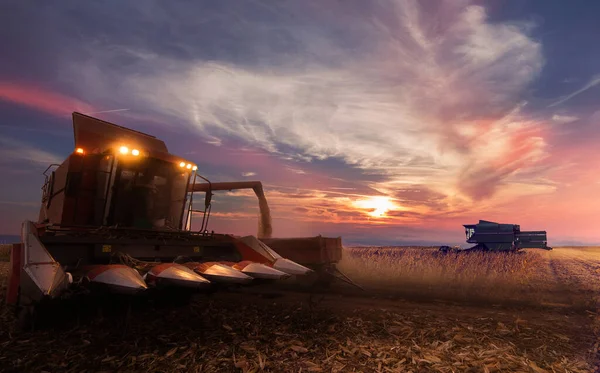 Pouring Corn Grain Tractor Trailer — Stock Photo, Image