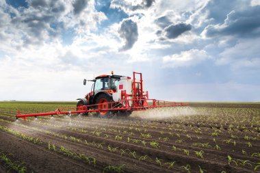 Traktör bahar aylarında mısır tarlasına böcek ilacı püskürtüyor.