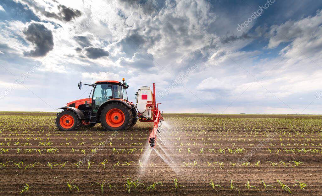 Tractor spraying pesticides on corn field  with sprayer at spring