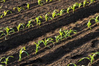 Gün batımında mısır tarlasını aç. Mısır tarlası. .
