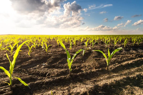 Открытое Кукурузное Поле Закате — стоковое фото