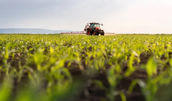 Tractor Rociando Pesticidas Campo Maíz Con Pulverizador Primavera — Foto de Stock