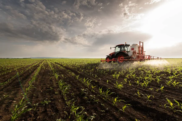 Traktor Versprüht Frühjahr Pestizide Auf Maisfeld Mit Sprüher — Stockfoto