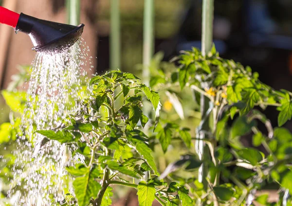 Riego Planta Tomate Plántulas Jardín Invernadero Con Regadera Roja —  Fotos de Stock