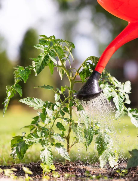 Water Geven Zaailing Tomaat Plant Serre Tuin Met Rode Gieter — Stockfoto
