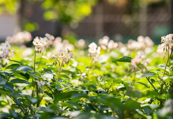 Potato Field Flowering Blloming Period — Stock Photo, Image