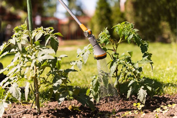 Riego Planta Tomate Plántulas Jardín Invernadero Con Regadera Roja —  Fotos de Stock