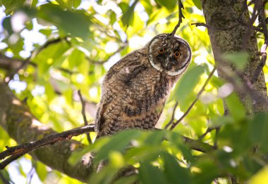 Doğa Ormanı 'ndaki güzel baykuş.