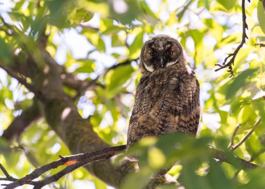 Doğa Ormanı 'ndaki güzel baykuş.