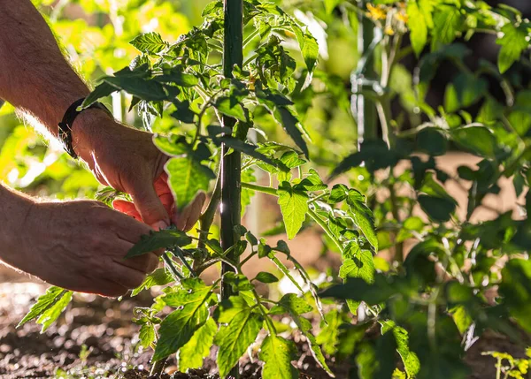 Människans Händer Binder Upp Grenar Växter Jordbrukare Planterade Tomater Trädgården — Stockfoto