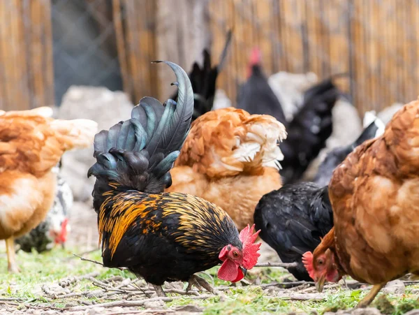 Rooster Chickens Free Range Hens — Stock Photo, Image