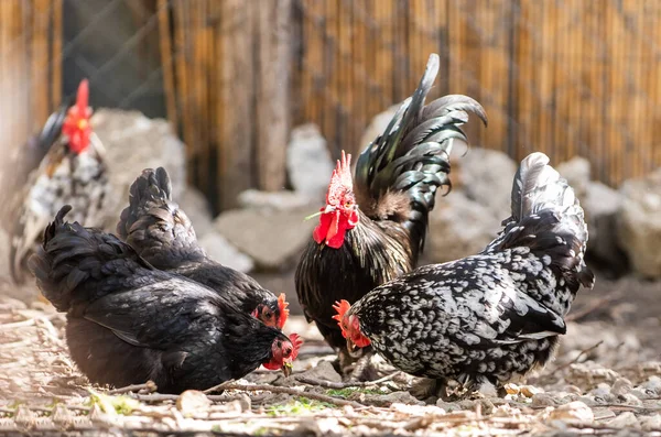 公鸡和小鸡 自由距离和母鸡 — 图库照片