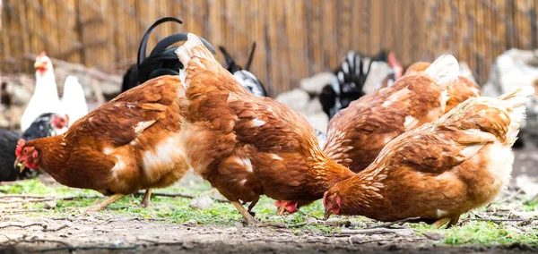 Rooster Kippen Vrije Uitloop Kippen — Stockfoto