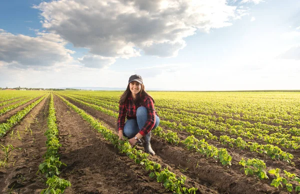 Kvinnlig Jordbrukare Eller Agronomer Undersöker Gröna Sojabönor Växter Fält — Stockfoto