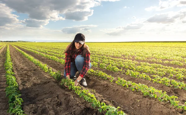 Tarladaki Yeşil Soya Bitkilerini Inceleyen Dişi Çiftçi Tarımcı — Stok fotoğraf