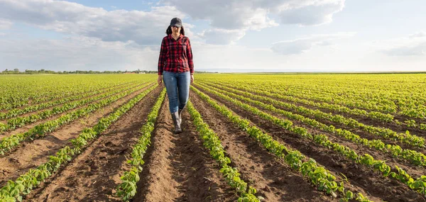 Kvinnlig Jordbrukare Eller Agronomer Undersöker Gröna Sojabönor Växter Fält — Stockfoto