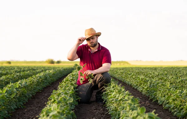 Landwirt Auf Sojabohnenfeldern Wachstum Freien — Stockfoto