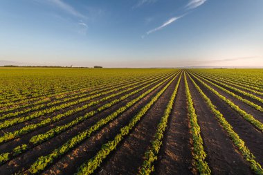 Gün batımında açık soya fasulyesi tarlası. .