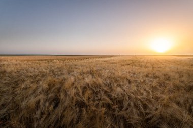 Gün batımında açık buğday tarlası. .