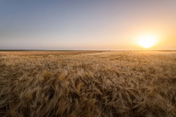 Campo Trigo Abierto Atardecer Campo Trigo — Foto de Stock