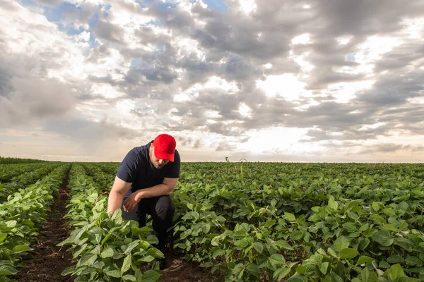 Soya Tarlasında Çiftçi Büyüme Açık Hava — Stok fotoğraf