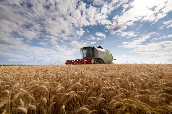 Cosecha Del Campo Trigo Verano — Foto de Stock