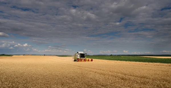 Una Cosechadora Que Trabaja Campo Trigo — Foto de Stock