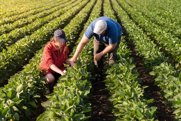 Jovens Agricultores Que Examinam Trigo Jovem Plantado Primavera — Fotografia de Stock