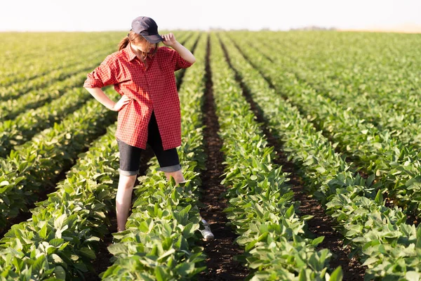 Женщина Фермер Агроном Изучает Растения Зеленой Сои Полевых Условиях — стоковое фото