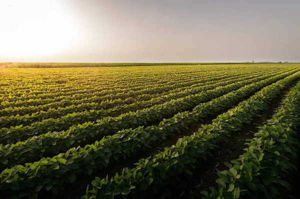 Campo Abierto Soja Atardecer Campo Soja — Foto de Stock