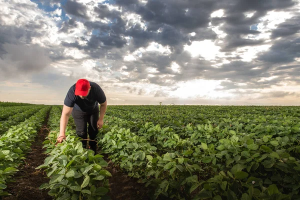 Soya Tarlasında Çiftçi Büyüme Açık Hava — Stok fotoğraf