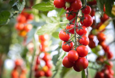 Yeşil evde kiraz domates üretimi