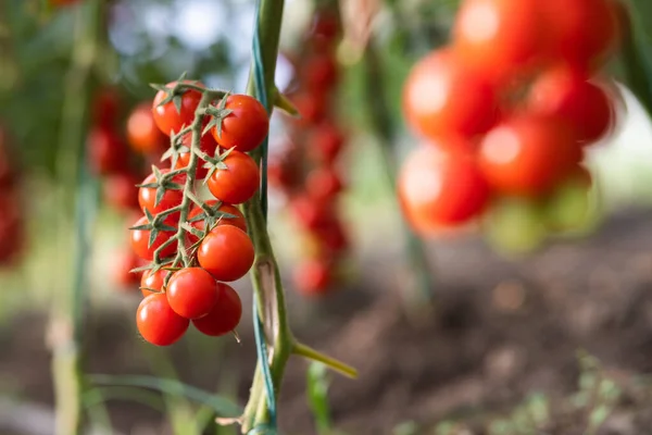 Production Tomates Cerises Serre — Photo