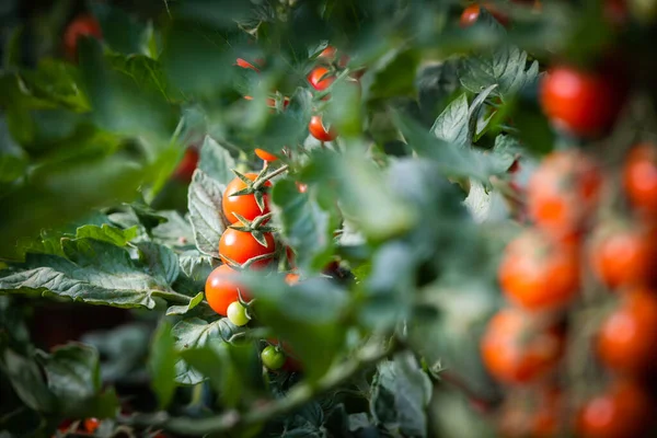 Produktion Von Kirschtomaten Gewächshaus — Stockfoto