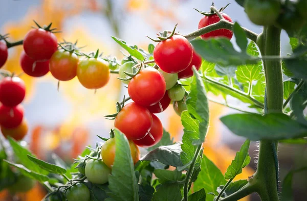 Körsbärstomatproduktion Växthus — Stockfoto