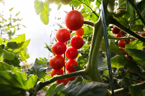 Producción Tomate Cereza Invernadero —  Fotos de Stock