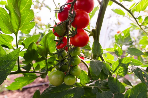 Produktion Von Kirschtomaten Gewächshaus — Stockfoto