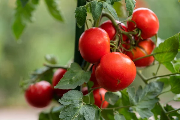 Pomodori Che Crescono Giardino — Foto Stock