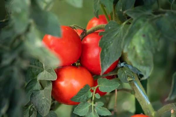庭で育つトマト — ストック写真