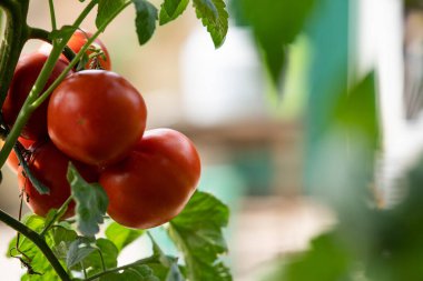 Bahçede büyüyen domatesler