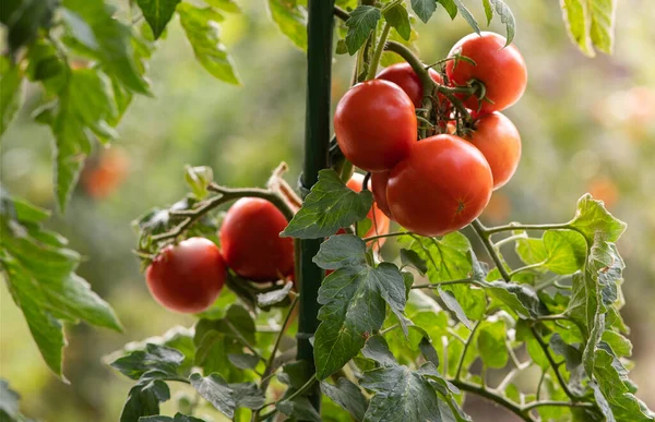 Tomates Crescendo Jardim — Fotografia de Stock