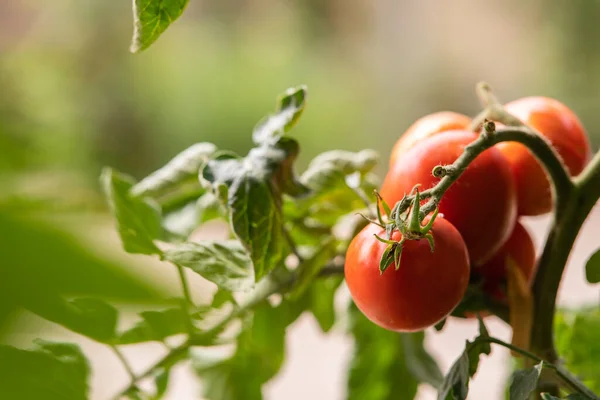Tomaten Groeien Tuin — Stockfoto