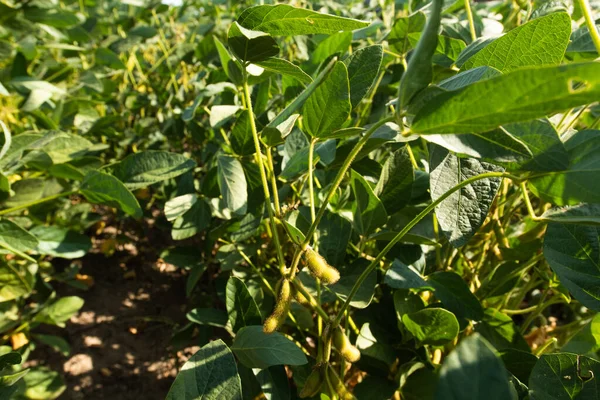 Bela Natureza Fundo Com Close Orelhas Trigo Maduro Campo Cereais — Fotografia de Stock