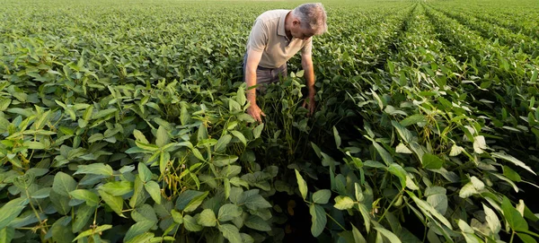 Agricultor Que Examina Planta Cultura Soja Verde Campo — Fotografia de Stock