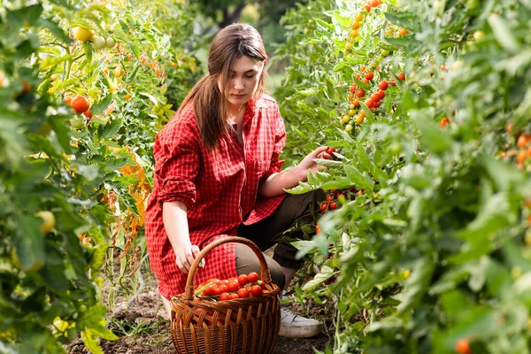 Jovem Uma Estufa Pegando Alguns Tomates Vermelhos — Fotografia de Stock