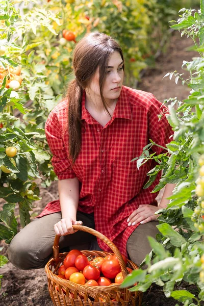 Jovem Uma Estufa Pegando Alguns Tomates Vermelhos — Fotografia de Stock