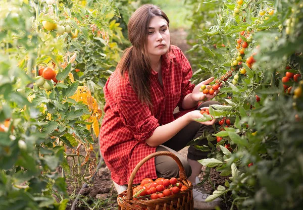 Jovem Uma Estufa Pegando Alguns Tomates Vermelhos — Fotografia de Stock